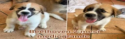 Meticcio cani in regalo: CUCCIOLI ABBANDONATI: EMERGENZA  a Città metropolitana di Milano - Annuncio 1