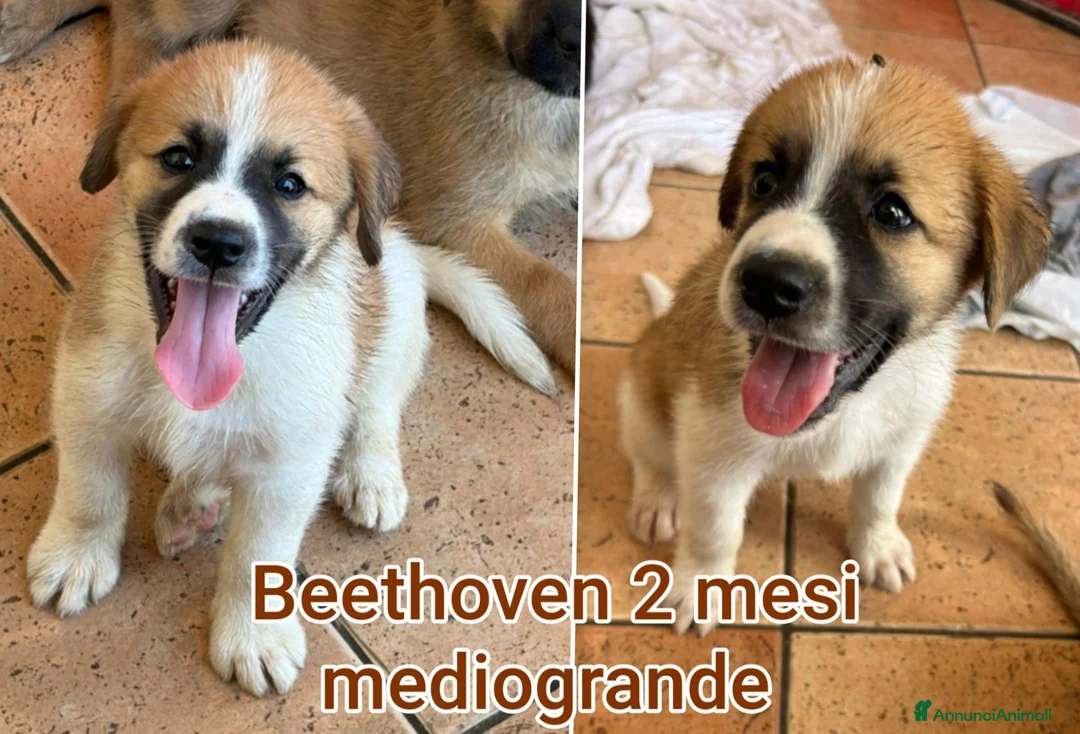 Meticcio cani in regalo: CUCCIOLI ABBANDONATI: EMERGENZA  a Città metropolitana di Milano - Annuncio 1