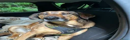 Meticcio cani in regalo: Lola: socievole, equilibrata, affettuosa  - Annuncio 6