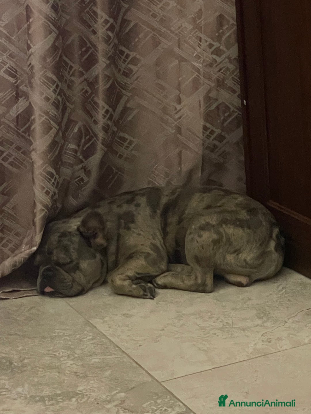 Bulldog Francese cani per accoppiamento: Bulldog Francese per accoppiamento - Annuncio 6