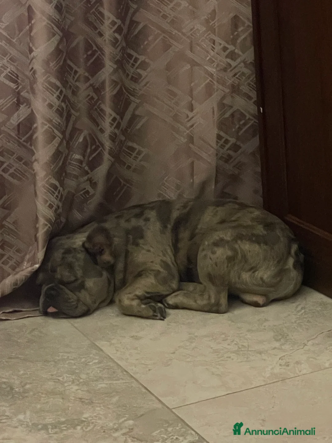 Bulldog Francese cani per accoppiamento: Bulldog Francese per accoppiamento - Annuncio 6