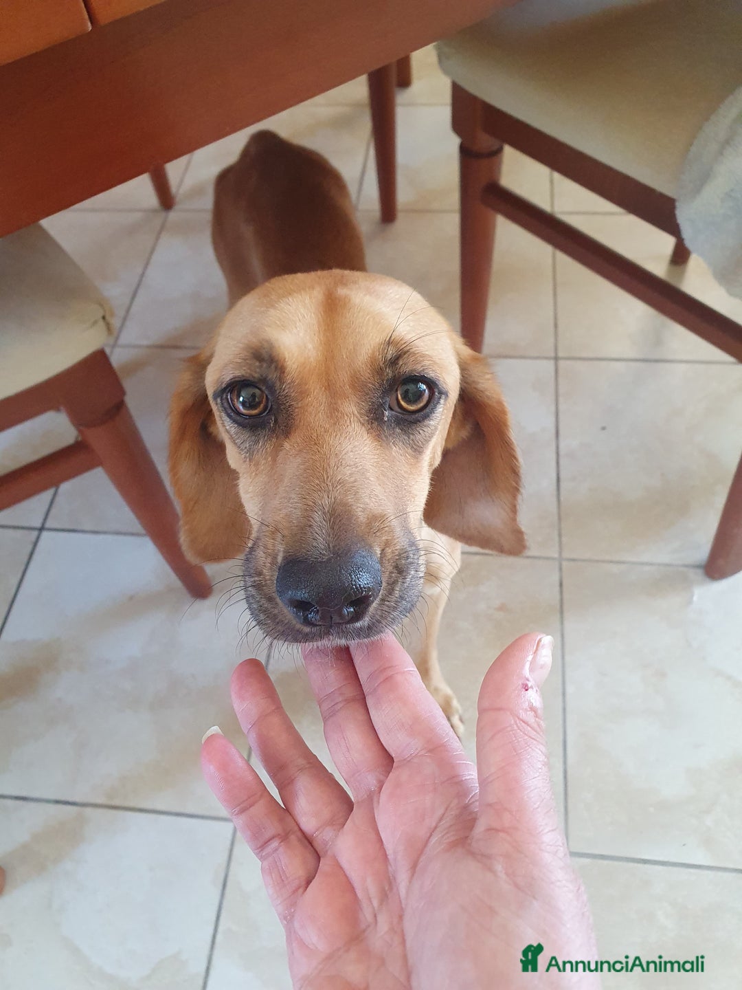 Segugio cani in regalo: NANDA a Provincia di Modena - Annuncio 7