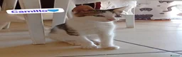 Meticcio cani in regalo: Una seconda possibilità di amore e coccole  - Annuncio 3