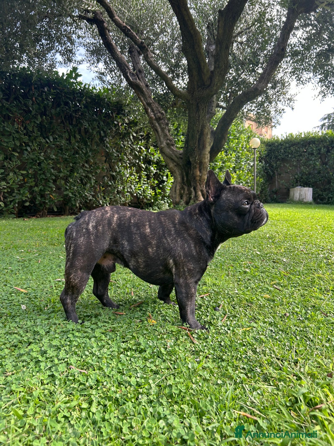 Bulldog Francese cani per accoppiamento: Bulldog francese maschio per accoppiamento  - Annuncio 2