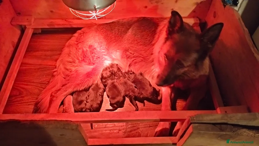 Pastore Tedesco cani in vendita: Cuccioli di pastore tedesco a Provincia di Cuneo - Annuncio 2