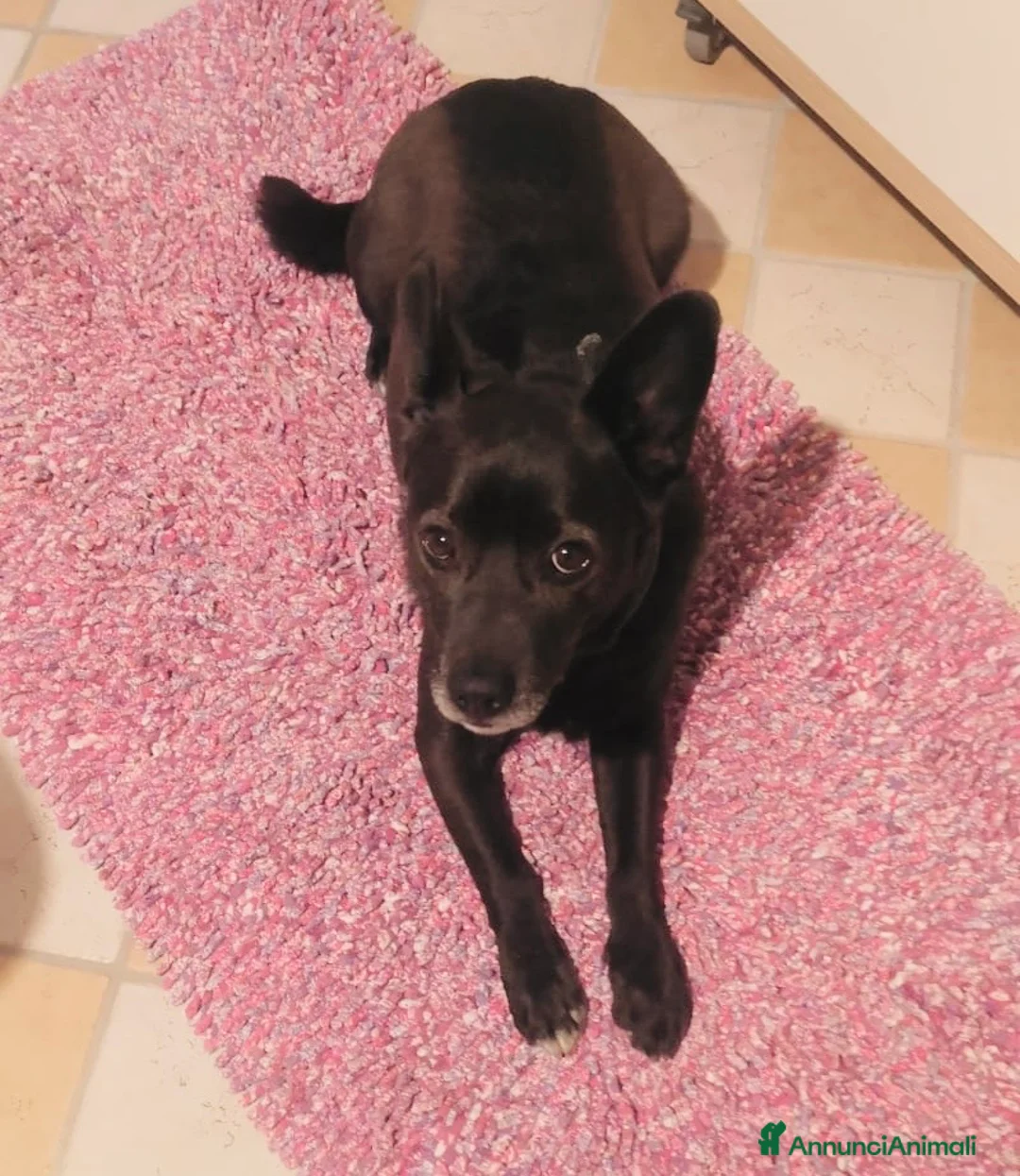 Meticcio cani in regalo: Cagnolino 6 anni tg contenuta - Annuncio 2