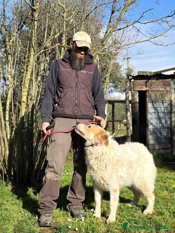 Meticcio cani QUINCY HA BISOGNO DI UNA SVOLTA ALLA SUA VITA - Annuncio 2