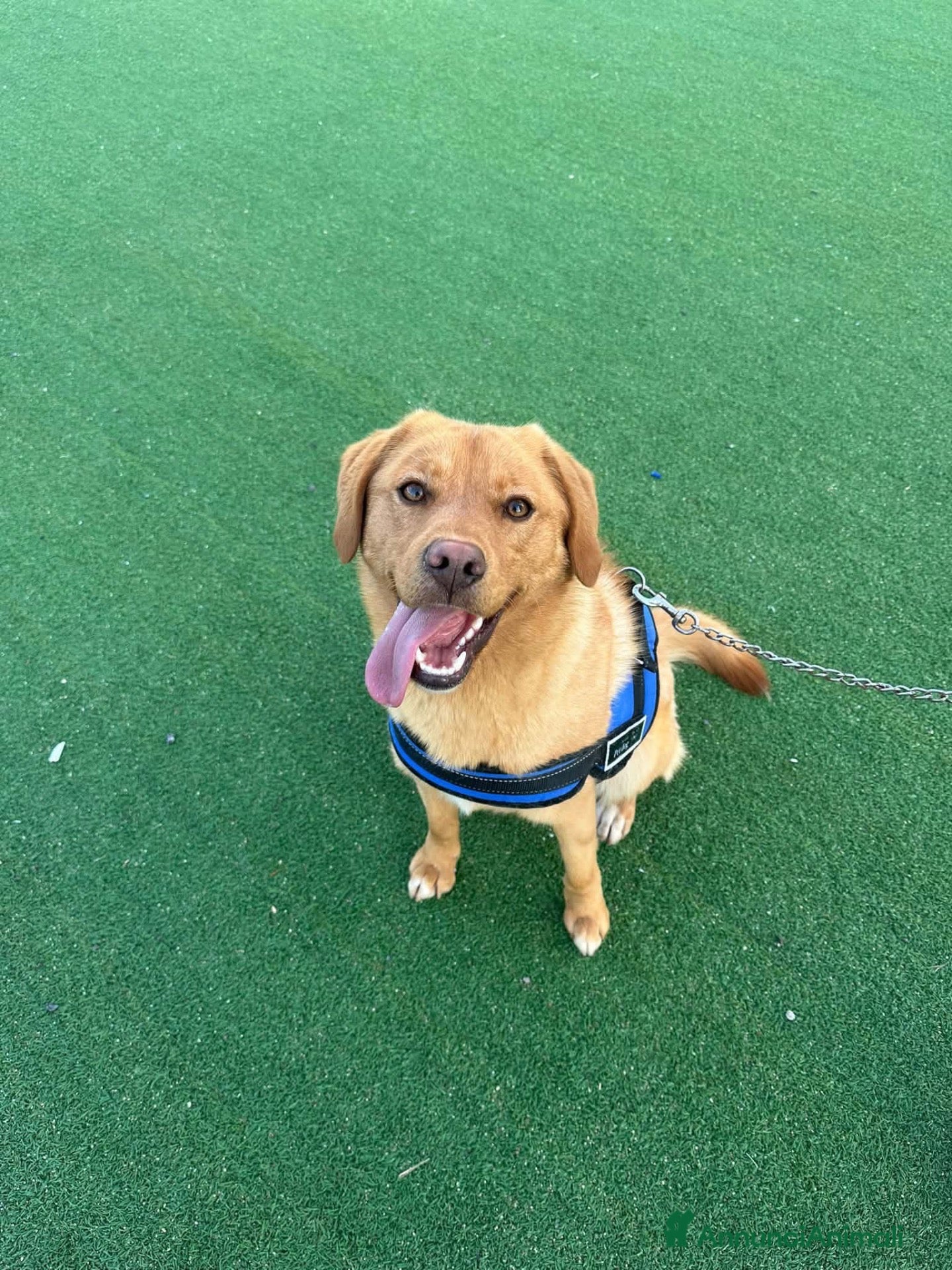 Labrador cani Cucciola di simil golden retriver - Annuncio 1
