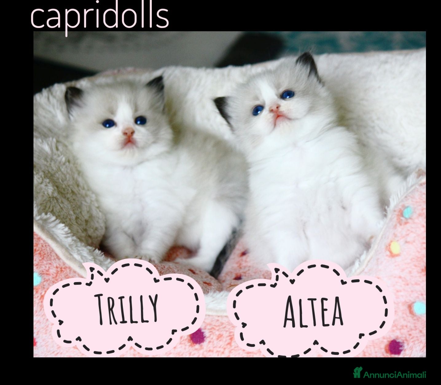 Ragdoll gatti Femminucce ragdoll seal bicolore  - Annuncio 1