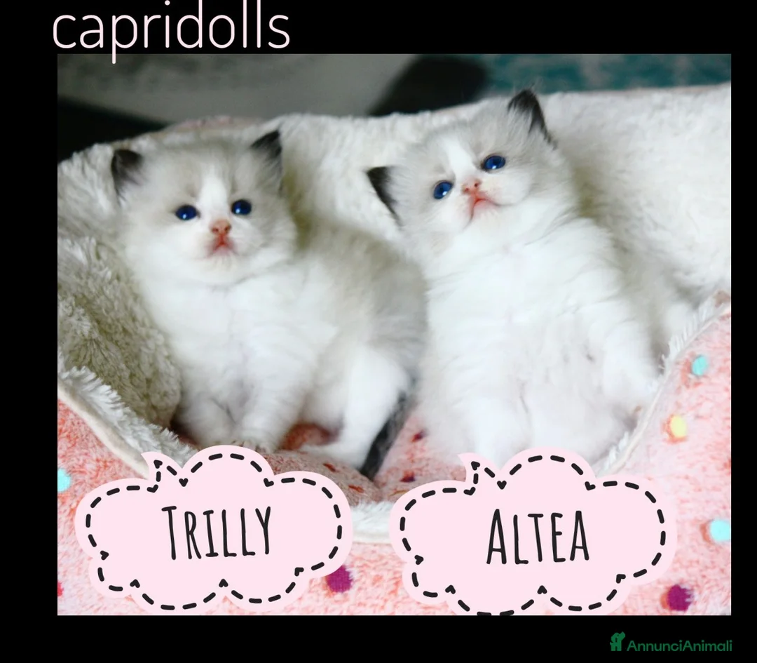 Ragdoll gatti in vendita: Femminucce ragdoll seal bicolore  a Città Metropolitana di Napoli - Annuncio 1