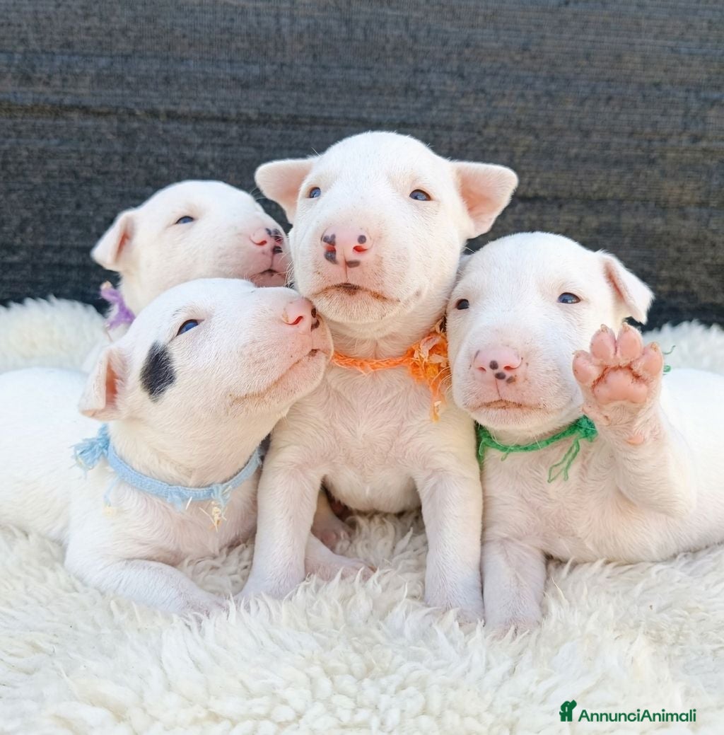 Bull Terrier Mini cani Cuccioli bull terrier miniature - Annuncio 1
