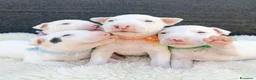 Bull Terrier Mini cani in vendita: Cuccioli bull terrier miniature a Libero consorzio comunale di Caltanissetta - Annuncio 1