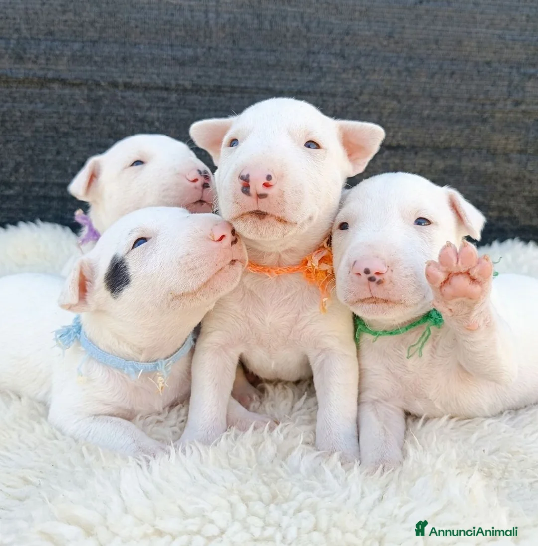 Bull Terrier Mini cani in vendita: Cuccioli bull terrier miniature a Libero consorzio comunale di Caltanissetta - Annuncio 1