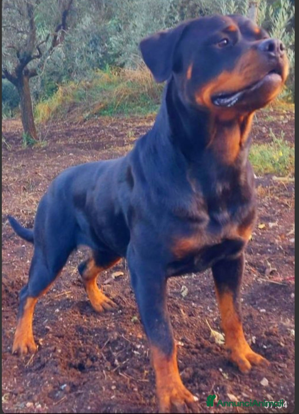 Rottweiler cani in vendita: Disponibili cuccioli Rottweiler  - Annuncio 16