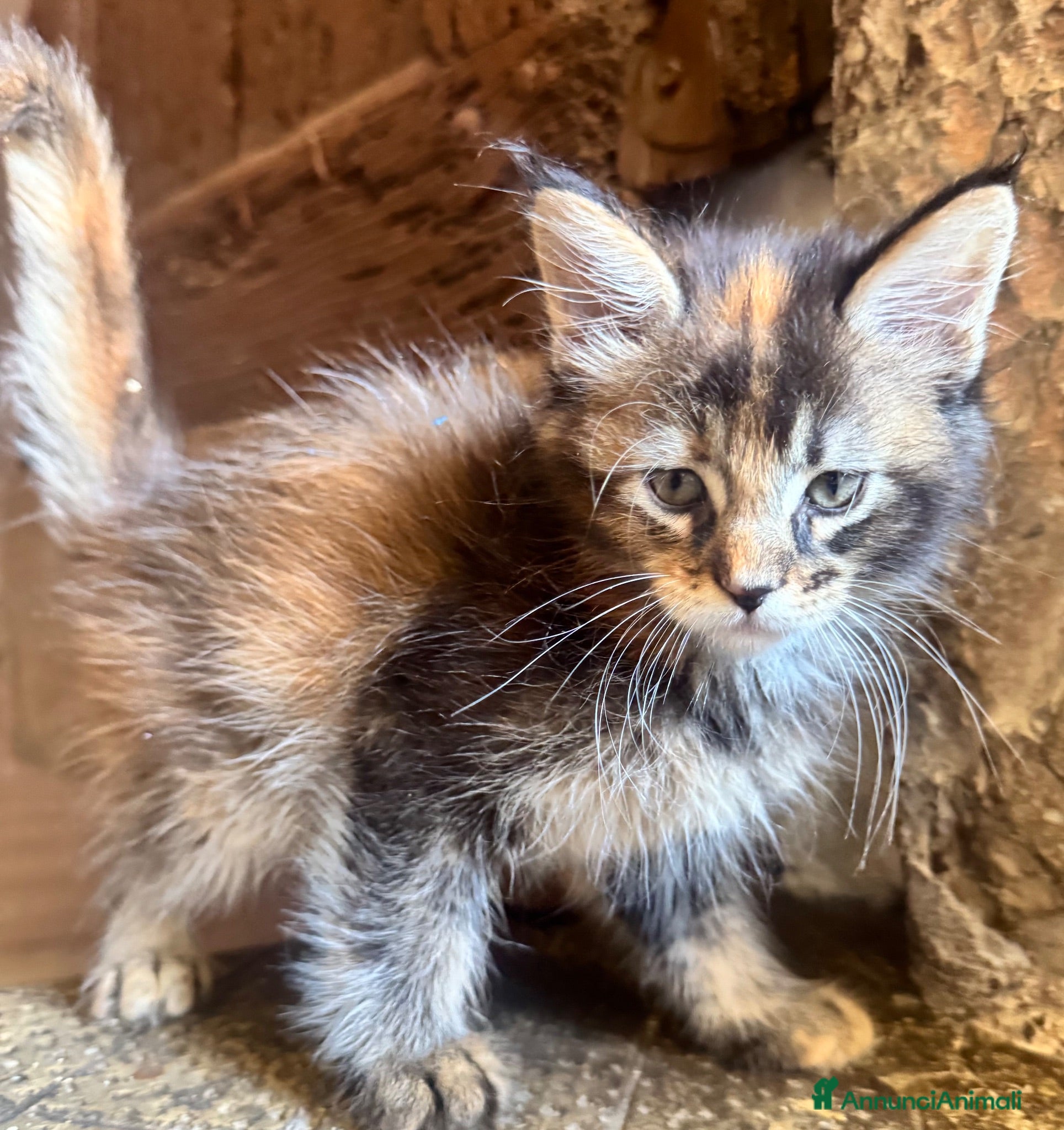 Maine Coon gatti CUCCIOLE MAINE COON SHADED PREGIATE 3 rate - Annuncio 1