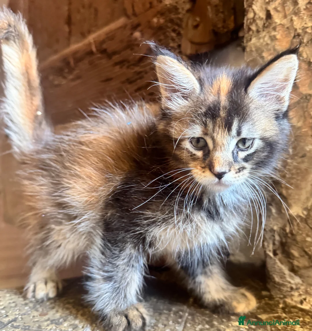 Maine Coon gatti in vendita: CUCCIOLE MAINE COON SHADED PREGIATE 3 rate - Annuncio 1