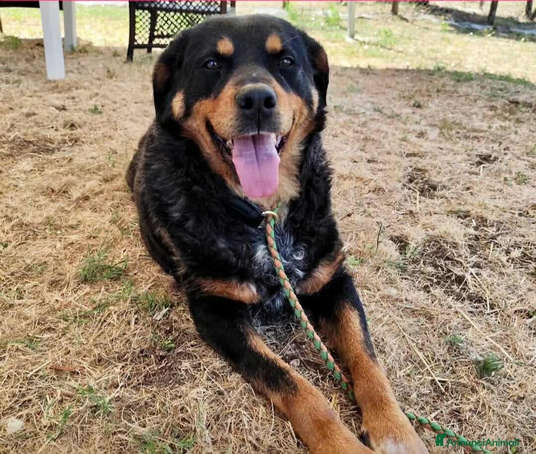 Rottweiler cani in regalo: GUENDY, dolcissima mix ROTT sfortunata - Annuncio 13