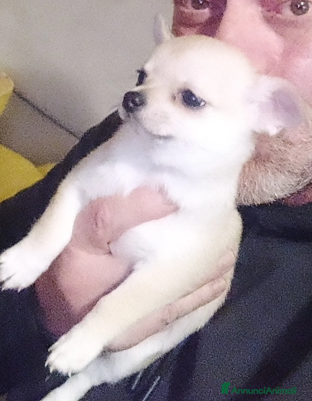 Chihuahua cani in vendita: Cuccioli chihuahua - Annuncio 7