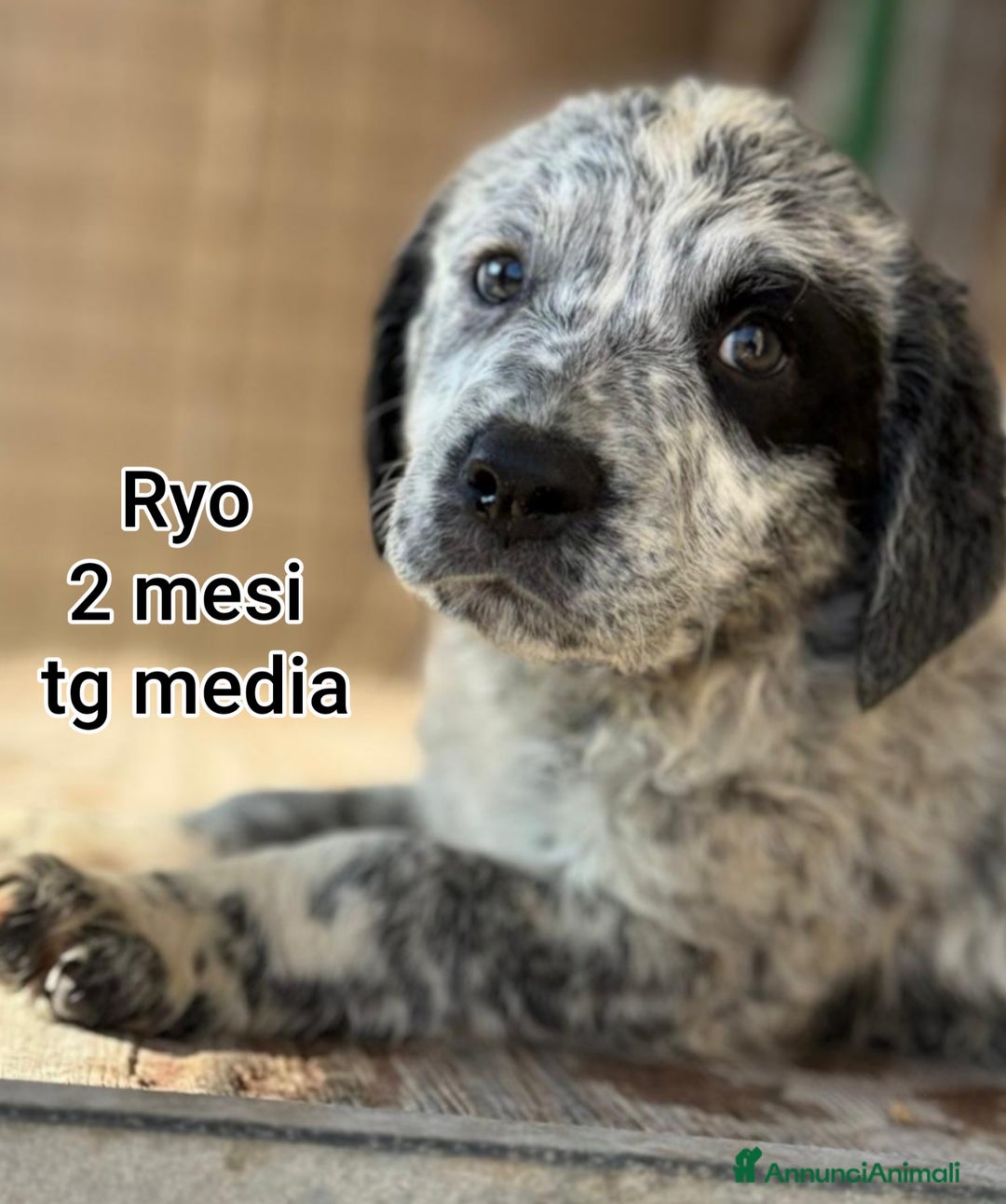 Meticcio cani in regalo: CUCCIOLI ABBANDONATI: URGENTI ADOZIONI  - Annuncio 1