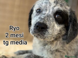 Meticcio cani CUCCIOLI ABBANDONATI: URGENTI ADOZIONI - Annuncio 3