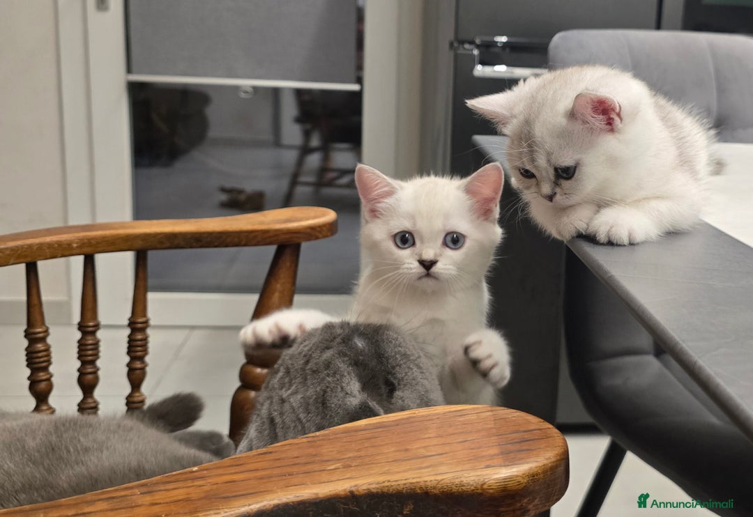 Scottish gatti in vendita: Dolcissimo scottish fold e straight  a Provincia di Brescia - Immagine 5