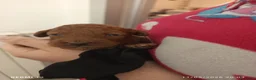 Barboncino cani in vendita: Barboncino nano red a Provincia di Arezzo - Annuncio 4