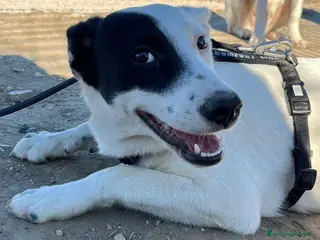 Meticcio cani Chloe - Annuncio 27