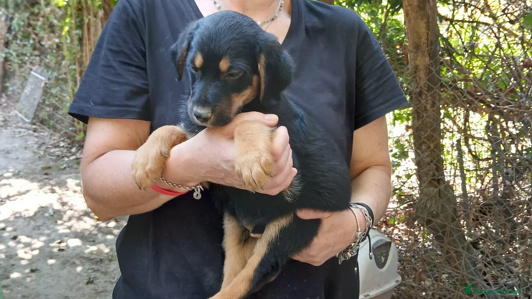 Meticcio cani in regalo: IL DOLCISSIMO MAIKO TI STA STA ASPETTANDO - Annuncio 4