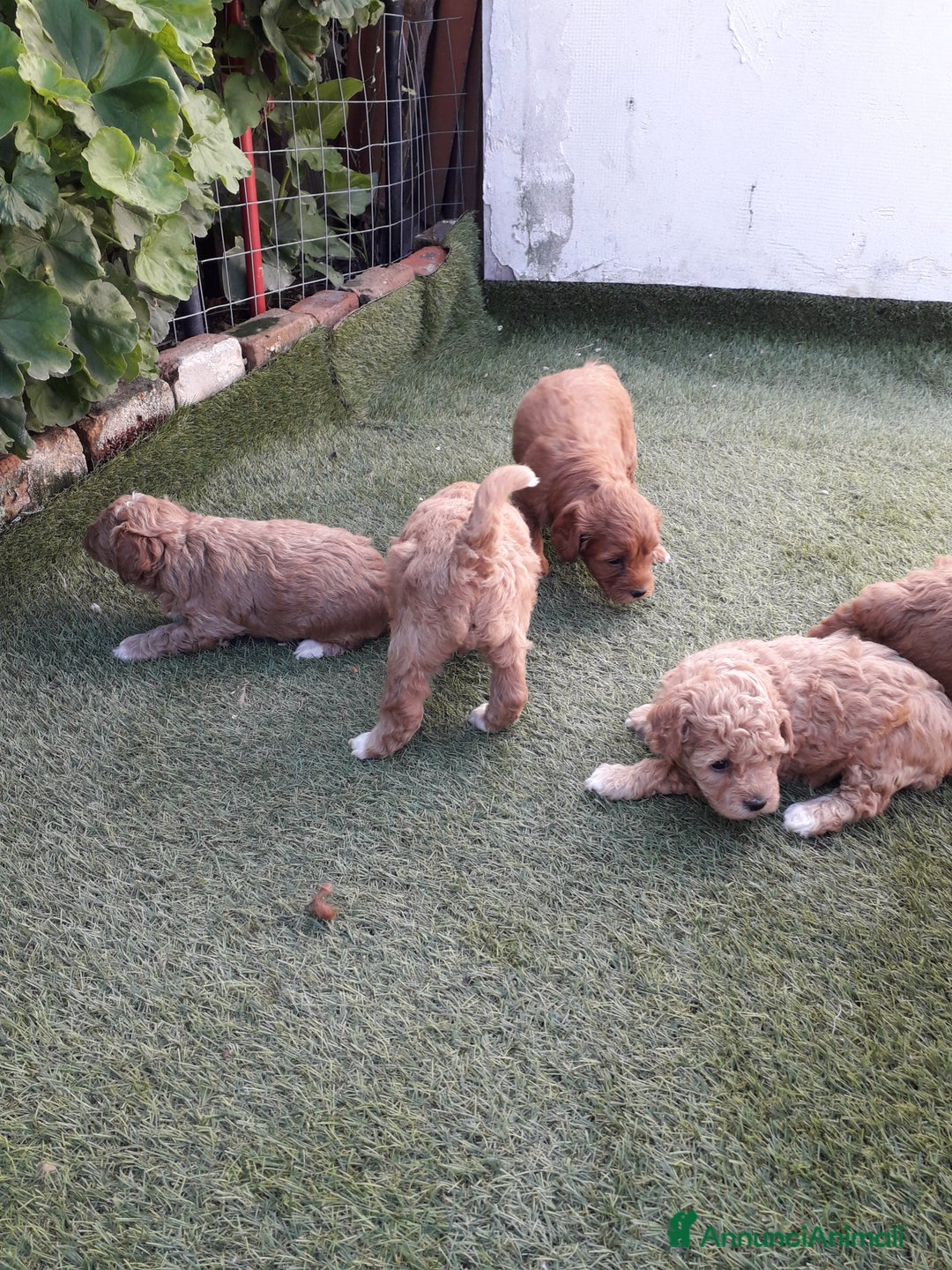 Meticcio cani in vendita: Maltipo  - Immagine 1