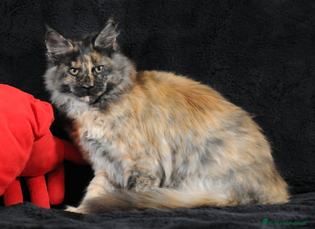 Maine Coon gatti in vendita: Maine Coon Tortie - pedigree ANFI - Annuncio 5