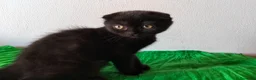 Scottish gatti in vendita: Gatti schottish  - Annuncio 6