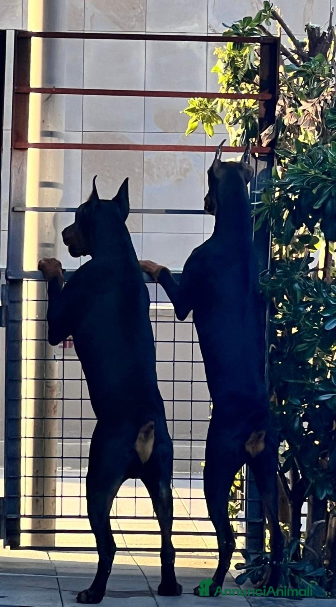 Dobermann cani in vendita: cucciolo doberman in vendita messina - Annuncio 9