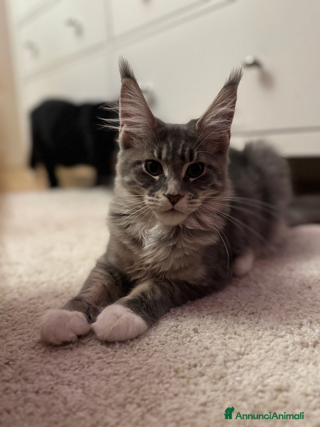 Maine Coon gatti in vendita: Cucciole Maine coon - Annuncio 6