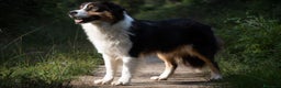 Australian Shepherd cani in vendita: Australian Shepherd  - Annuncio 6
