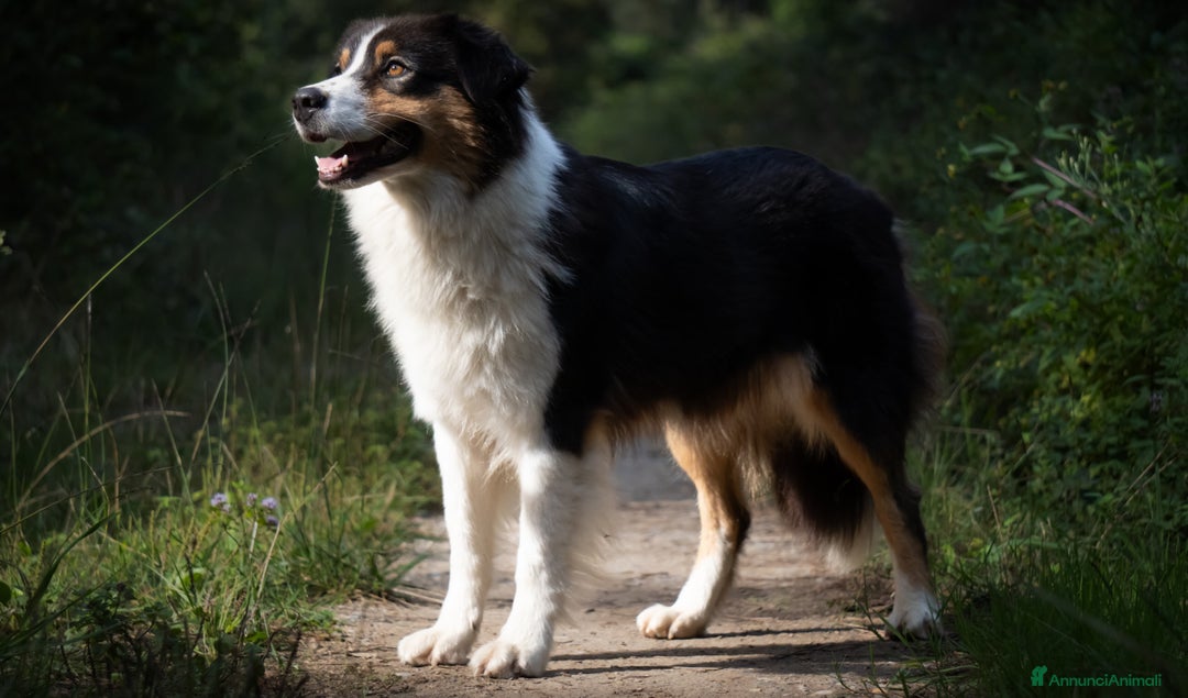 Australian Shepherd cani in vendita: Australian Shepherd  - Annuncio 6