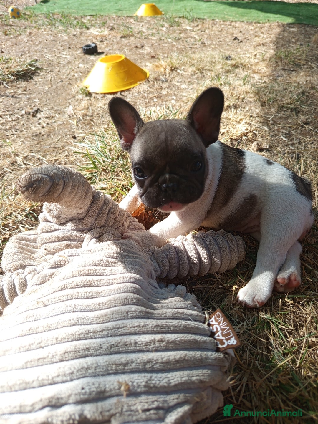 Bulldog Francese cani in vendita: Cucciole Bulldog Francese a Città metropolitana di Roma Capitale - Immagine 5