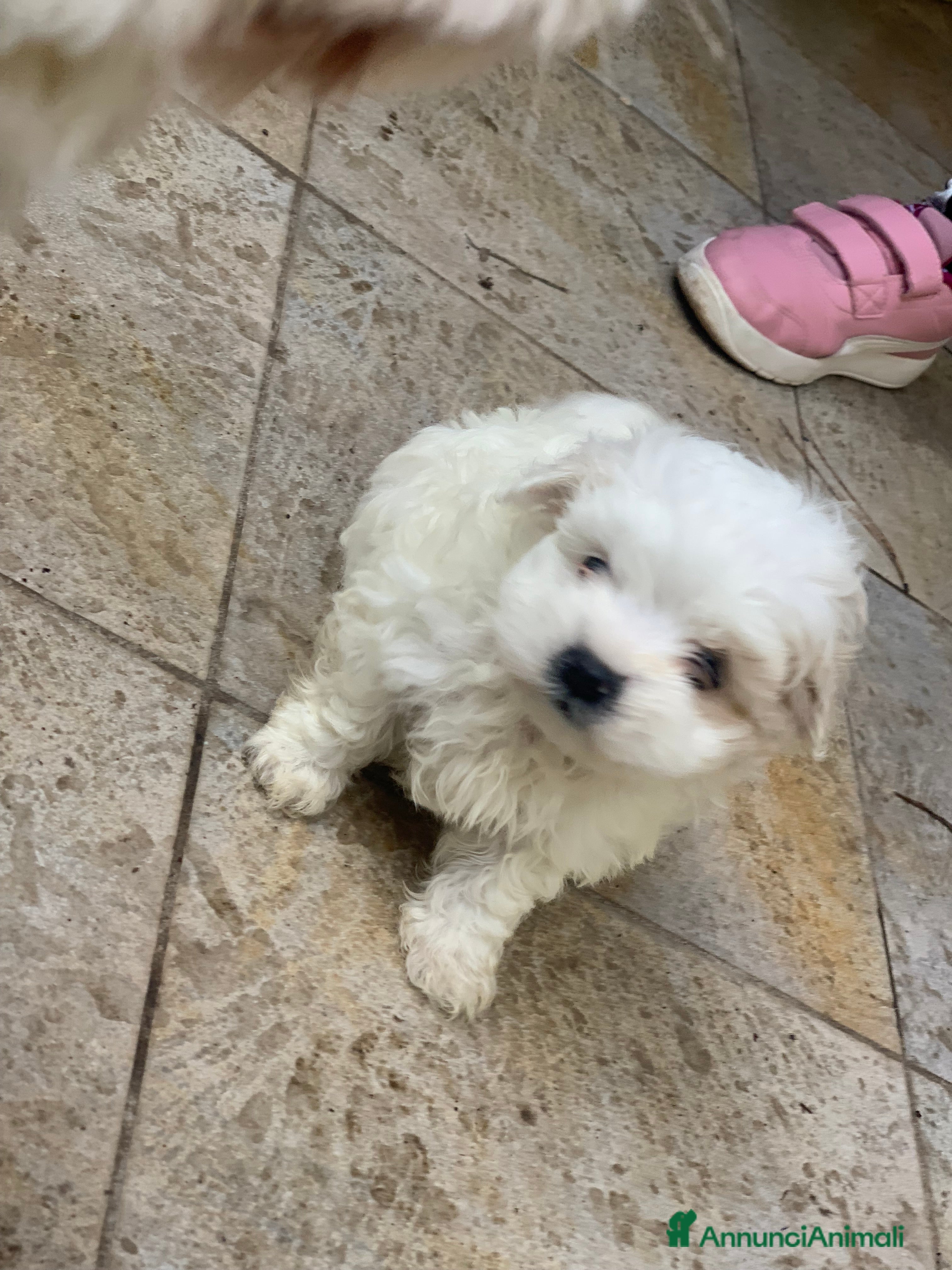 Maltese cani Cane Maltese - Annuncio 1