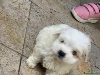 Maltese cani Cane Maltese - Annuncio 1