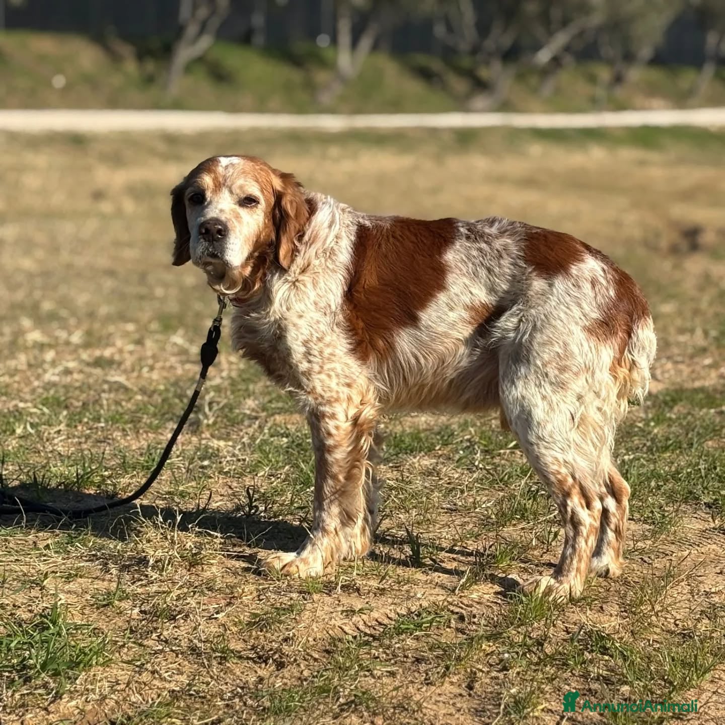 Breton cani JACK breton puro cerca casa - adozione del cuore - Annuncio 2
