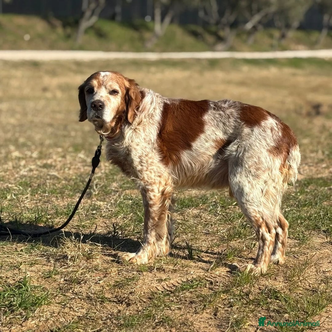 Breton cani in regalo: JACK breton puro cerca casa - adozione del cuore - Annuncio 2