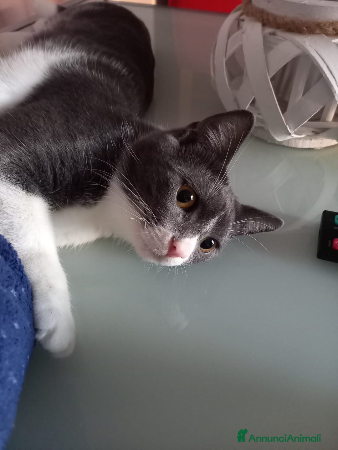 Meticcio gatti in regalo: GATTO DOLCISSIMO  - Annuncio 2