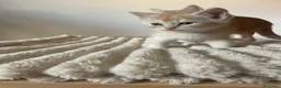 Scottish gatti in vendita: Gattini scottish - Annuncio 9