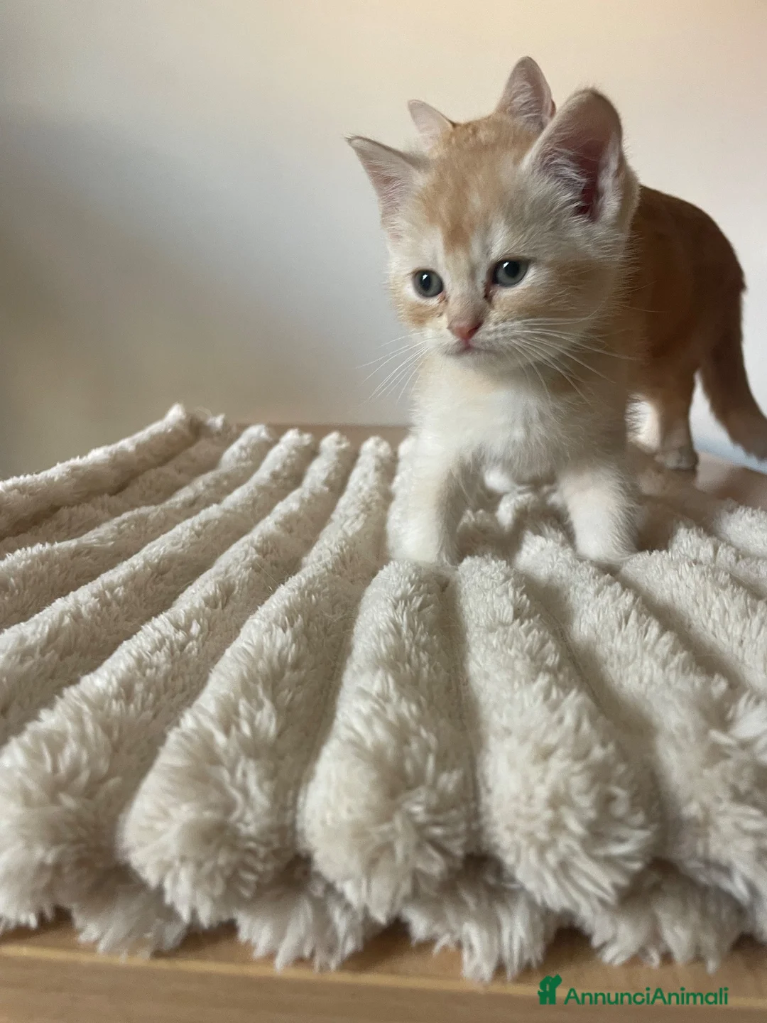 Scottish gatti in vendita: Gattini scottish - Annuncio 9