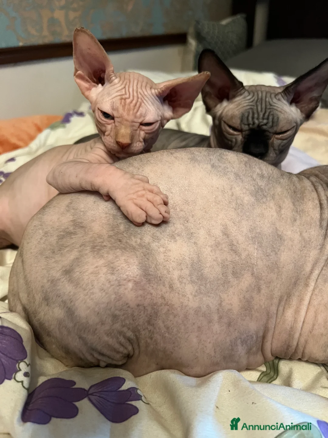 Sphynx gatti in vendita: Sphynx  a Città metropolitana di Roma Capitale - Annuncio 5