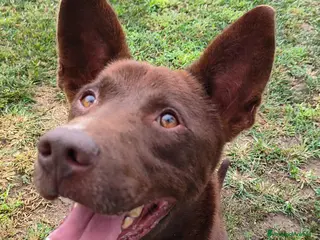 Meticcio cani Aron - Annuncio 5