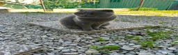 Scottish gatti in vendita: Splendido Scottish Fold cerca una nuova famiglia a Provincia di Rimini - Annuncio 4