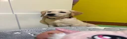 Labrador cani in vendita: Cuccioli di Labrador con pedigree - Annuncio 7