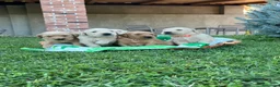Golden Retriever cani in vendita: Cuccioli di golden retriever  - Annuncio 4