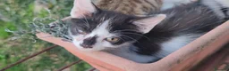 Altre razze gatti in regalo: Regaliamo piccole micine 📍VCO, Piemonte - Annuncio 3