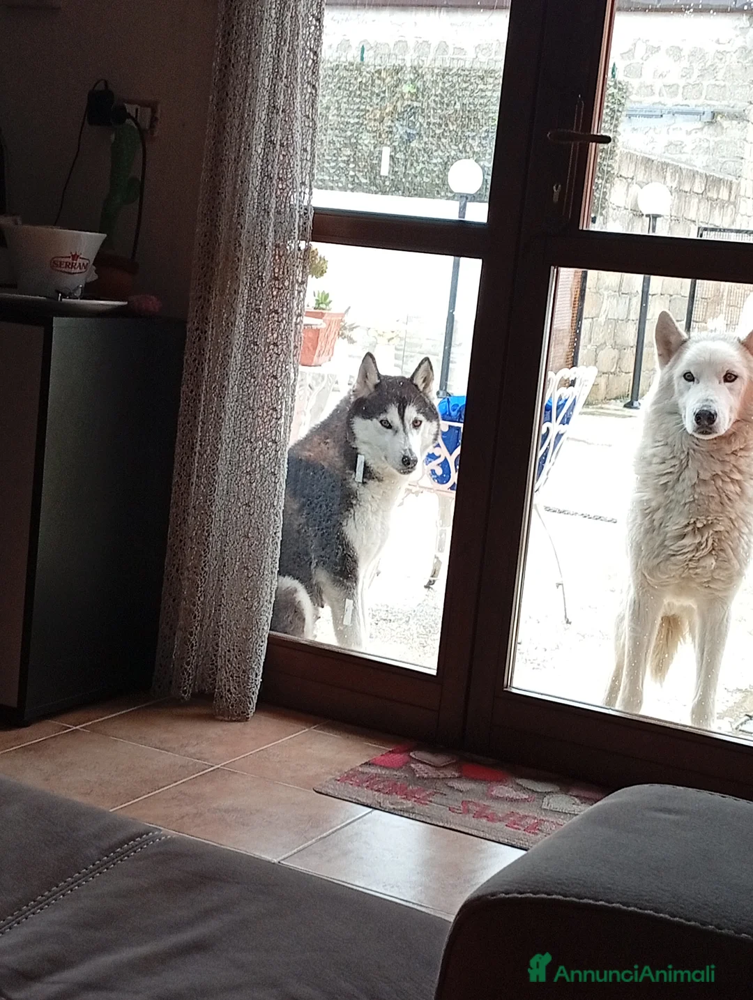 Husky cani in vendita: Cucciole Siberian Husky  - Annuncio 2